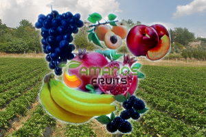 Amanos Fruits